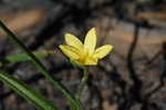 Yellow stargrass
